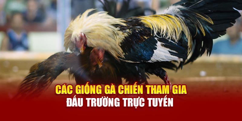 Đá Gà Thomo